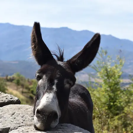 Apartman Résidence U Nebbiu Olmeta-di-Tuda